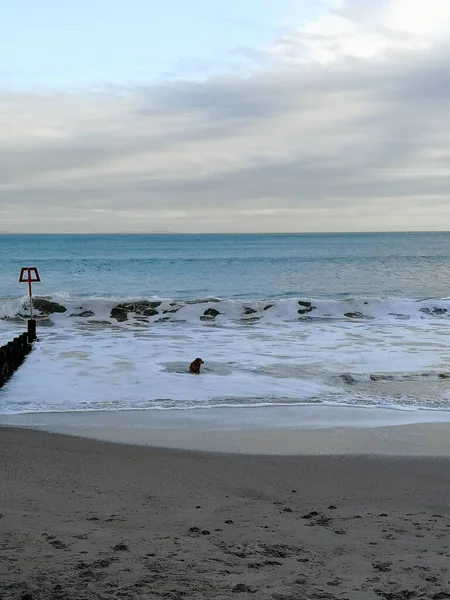 Denizde Yüzen Bir Köpek — Stok fotoğraf