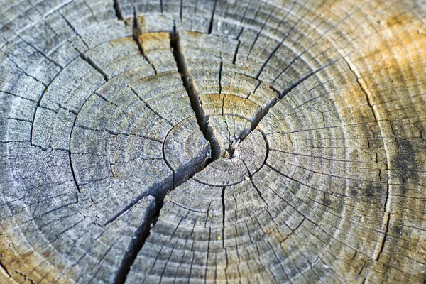 Selective Focus Shot Cut Tree Pattern Age Rings Cracks — Fotografia de Stock