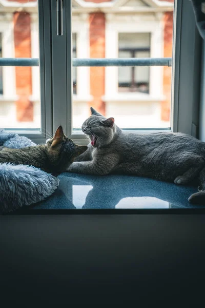 Two cats lying next to eachother on a windowsill. One british shorthair cat and a european shortcair cat. One cat is yawning.