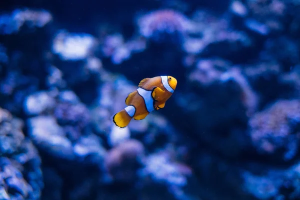 Closeup Shot Small Clownfish Swimming Natural Environment — Foto de Stock