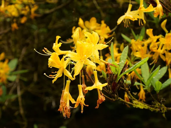 Tiro Close Belas Flores Rododendro Amarelo Arbusto — Fotografia de Stock