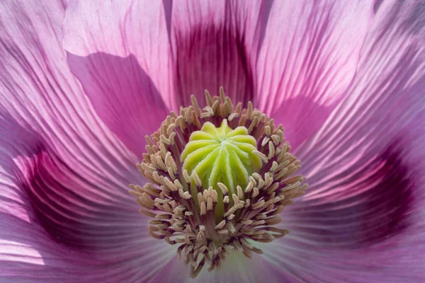 Rosa Violette Blüte Des Schlafmohns Mit Staubgefäßen Und Samenschote — Stockfoto