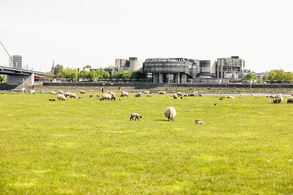 Flock Wooly Sheep Lambs Grazing Flat Meadow Field — Stock fotografie