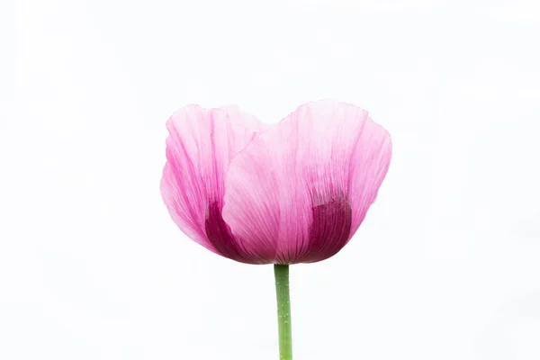Fleurs Rose Violette Pavot Opium Sur Fond Blanc — Photo