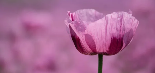 Violet-pink bloom of the opium poppy against the background of the opium poppy field as a panorama