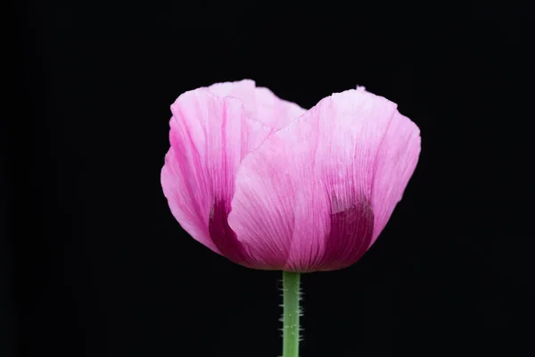 Violet-pink flowers of the opium poppy against a black background