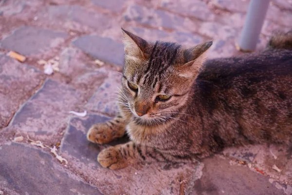 かわいい猫の高角度ショットが屋外に横たわっている — ストック写真