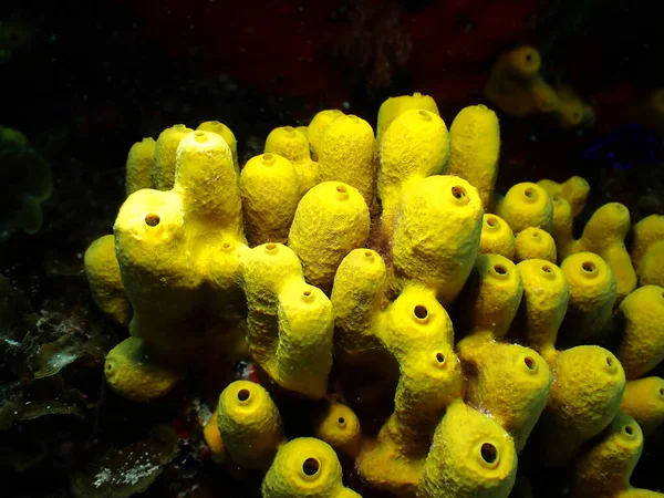 Subaquático Perto Uma Bela Esponja Tubo Amarelo Aplysina Aerophoba Hierro — Fotografia de Stock