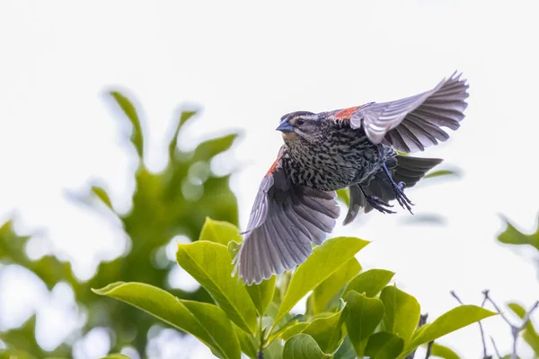 Cute Bird Blue Beak Flying Leaves Trees — Stock Photo, Image