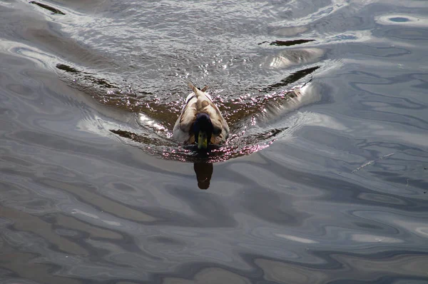 Canard Colvert Accélère Crée Des Motifs Ondes Réfléchissantes Dans Rétroéclairage — Photo