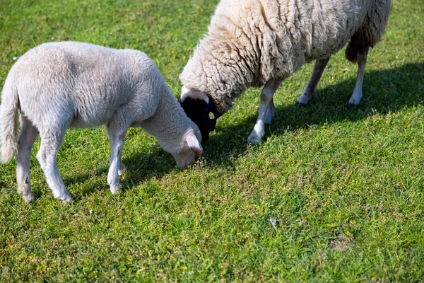 Een Wollig Schaap Een Lam Grazen Het Vlakke Weiland — Stockfoto