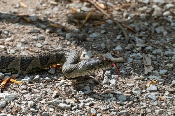 Closeup Shot Water Snake Forest Floor — Stock Photo, Image