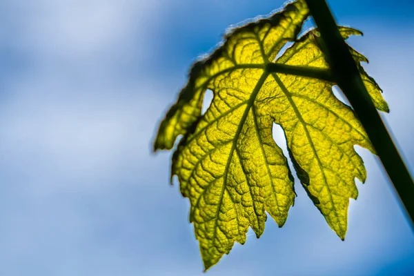 Tiro Close Folha Verde Contra Céu Azul — Fotografia de Stock