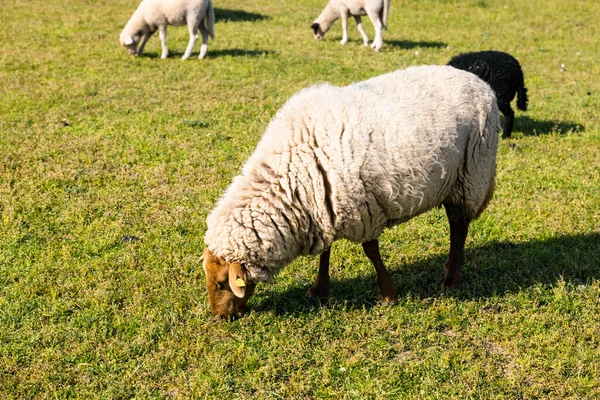 Ein Wolliges Schaf Weidet Flachen Wiesenfeld — Stockfoto
