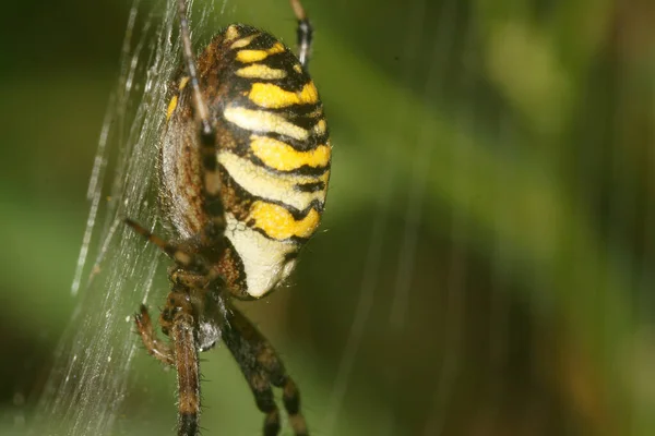 Μια Επιλεκτική Φωτογραφία Εστίασης Μιας Αράχνης Σφήκας Argiope Bruennichi Στο — Φωτογραφία Αρχείου
