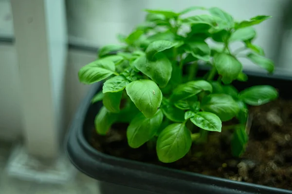 Primo Piano Basilico Verde Fresco Una Pentola — Foto Stock