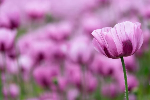 Violet-pink bloom of the opium poppy against the background of the violet-purple opium poppy field