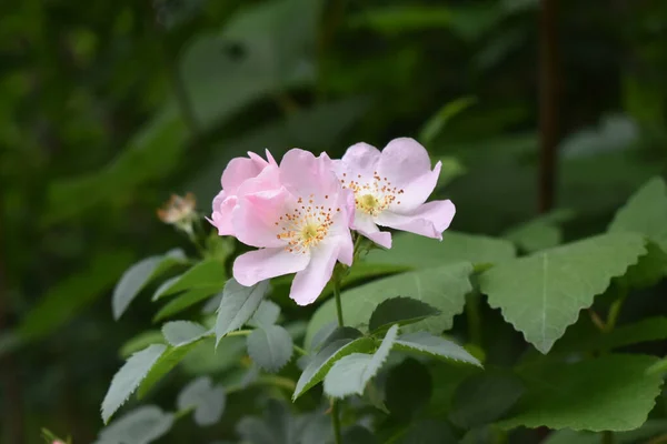 Primer Plano Una Hermosa Flor Flor — Foto de Stock