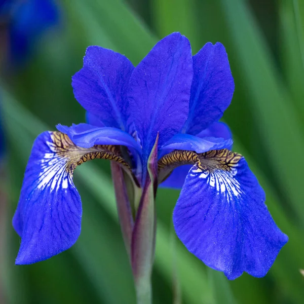 Selective Focus Shot Blue Iris Flower Head Green Leaves — Stock Photo, Image