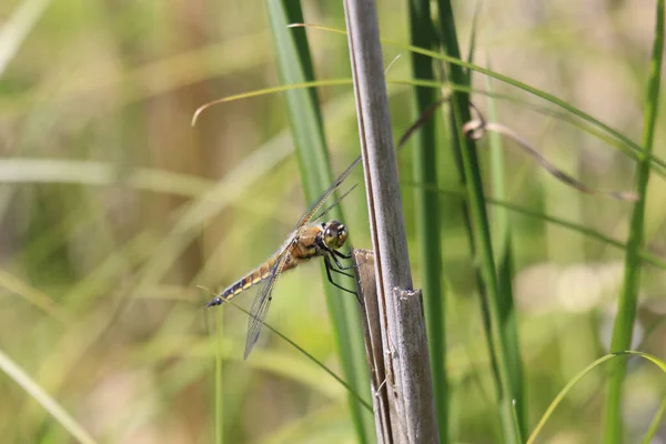 Plan Macro Une Libellule Orange Debout Sur Grand Bâton Entouré — Photo