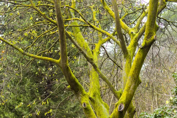 Árbol Verde Con Corteza Cubierta Musgo — Foto de Stock