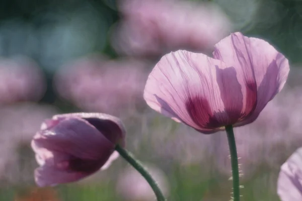 Violet-pink flowers of the opium poppy against the background of the opium poppy field