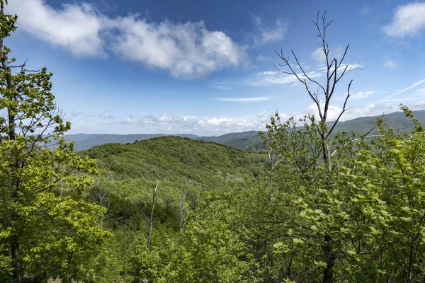 Uma Bela Árvore Terreno Montanhoso Forte Lodrino Superiore Itália Sob — Fotografia de Stock