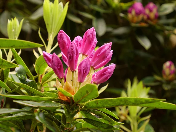 Primer Plano Brotes Cerrados Flores Rododendro Púrpura Sobre Arbusto — Foto de Stock