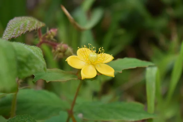 Tiro Close Uma Bela Flor Amarela — Fotografia de Stock