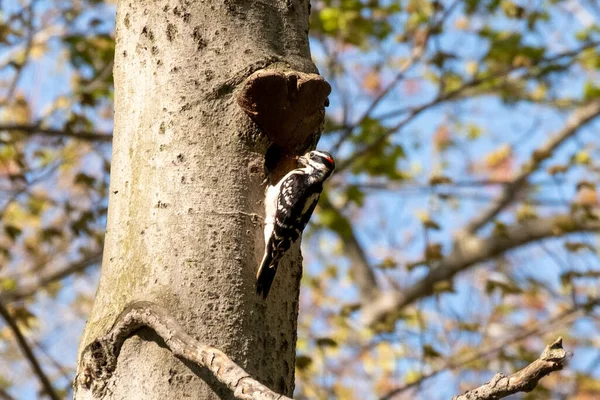 Closeup Shot Downy Woodpecker Perched Tree — Stock Photo, Image