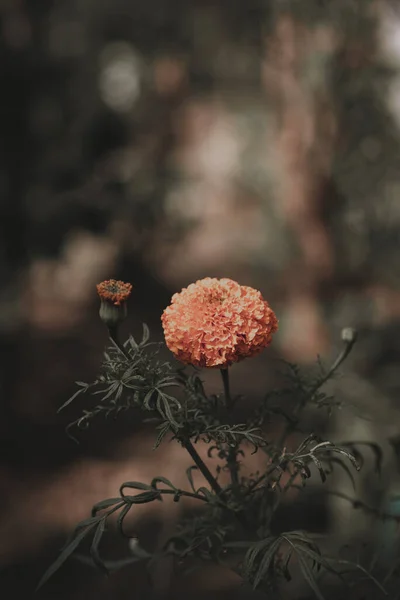 Vertical Shot Marigold Bush Outdoors Dark Background — Stock Photo, Image