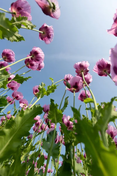 Violet-pink plants of blooming opium poppies against a blue sky