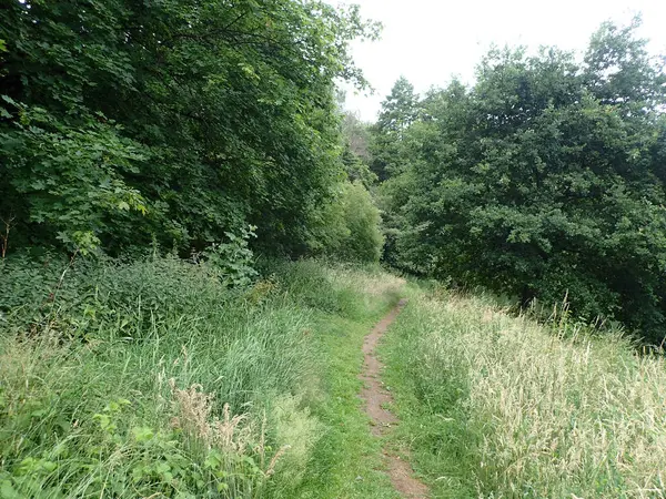 Sentier Étroit Dans Parc Plein Végétation Dense Verte — Photo