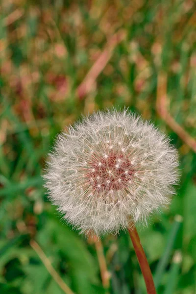 Vertikal Bild Fluffig Maskros Puff Suddig Bakgrund Gräset — Stockfoto