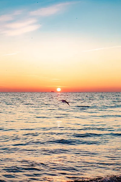 Вид Одинокой Чайки Летящей Над Спокойным Морем Закате — стоковое фото