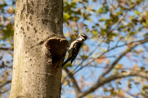 在一棵树上栖息着一只下垂的啄木鸟的特写镜头 — 图库照片