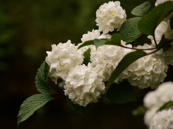 Closeup Shot Blooming White Guelder Rose Flowers — Stock Photo, Image