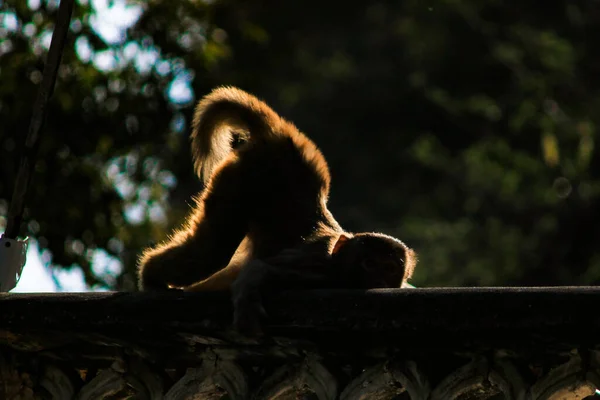 Rolig Capuchin Lat Liggande Ett Tak Ett Trähus Och Tittar — Stockfoto
