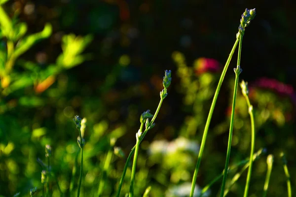 Selective Focus Shot Flower Bud Green Grass Dark Background — Foto de Stock