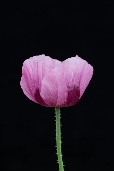 Violet-pink flowers of the opium poppy against a black background