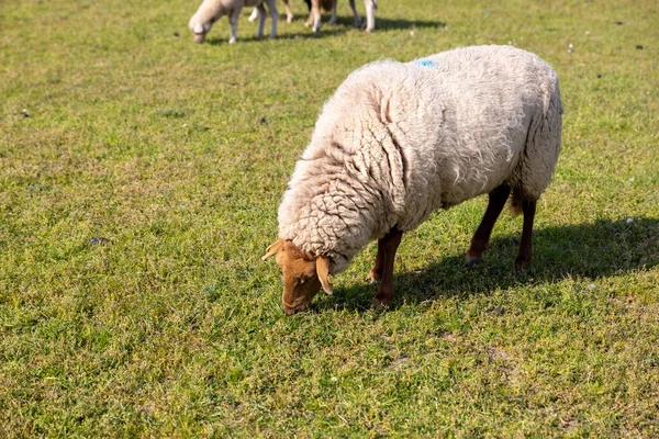 一只毛茸茸的羊在平坦的草地上吃草 — 图库照片