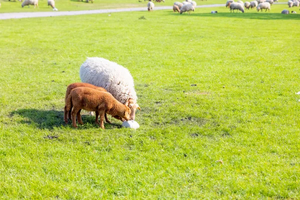 一只毛茸茸的绵羊和棕色的羊羔在平坦的草地上吃草 — 图库照片