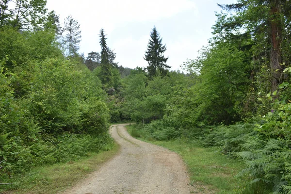 Sentiero Che Conduce Nella Foresta — Foto Stock