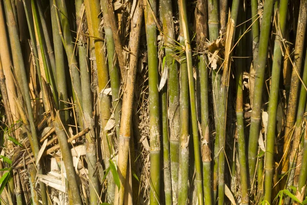 Napfénnyel Megvilágított Bambuszrönkök Elvont Háttere — Stock Fotó