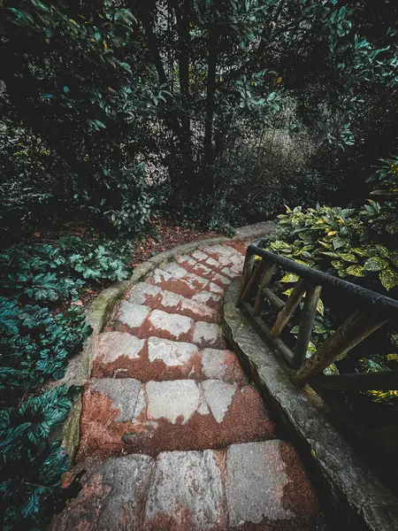 Eine Vertikale Aufnahme Eines Weges Einem Wald Mit Bäumen Und — Stockfoto