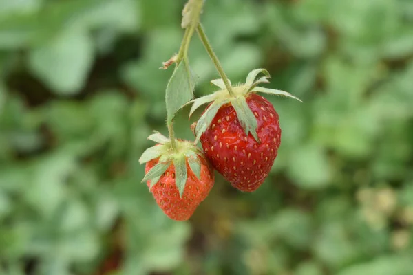 Eine Nahaufnahme Von Reifen Erdbeeren Die Freien Wachsen — Stockfoto