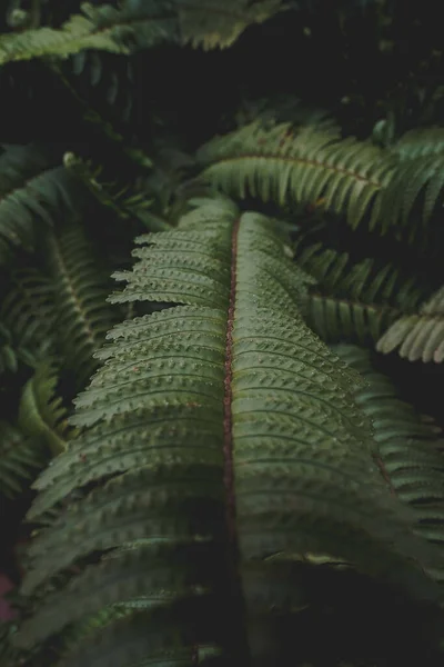 Вертикальный Снимок Зеленых Тропических Листьев Папоротника — стоковое фото