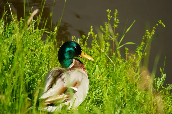 Canard Colvert Mâle Brille Soleil Sur Rivière Nidda Francfort Sur — Photo