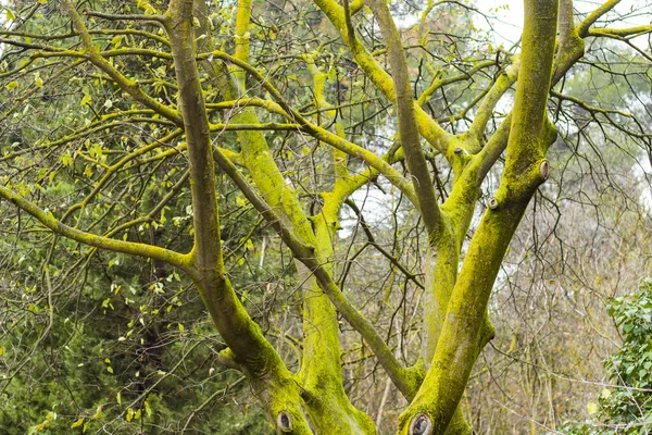 Uma Árvore Verde Com Casca Coberta Musgo — Fotografia de Stock