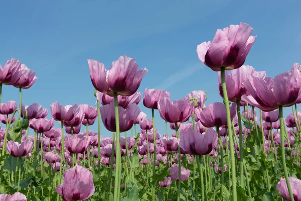 Violet-pink plants of blooming opium poppies against a blue sky